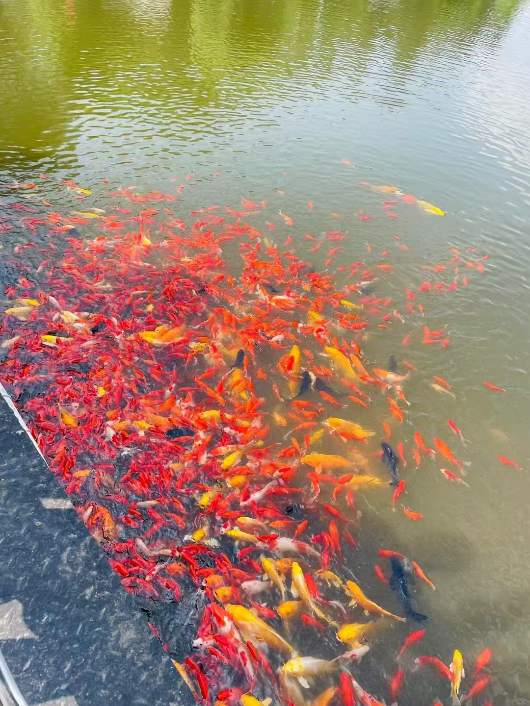 鱼飞我所欲、只愿不上钩